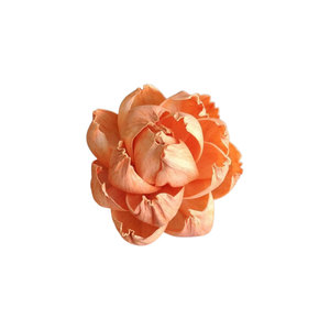 ไม้โซลา8ซม. ตัวกระจายแสงสำหรับตกแต่งดอกไม้และพืชประเทศไทยแบบทำมือสำหรับงานแต่งงานงานวันวาเลนไทน์ - Product Image 1