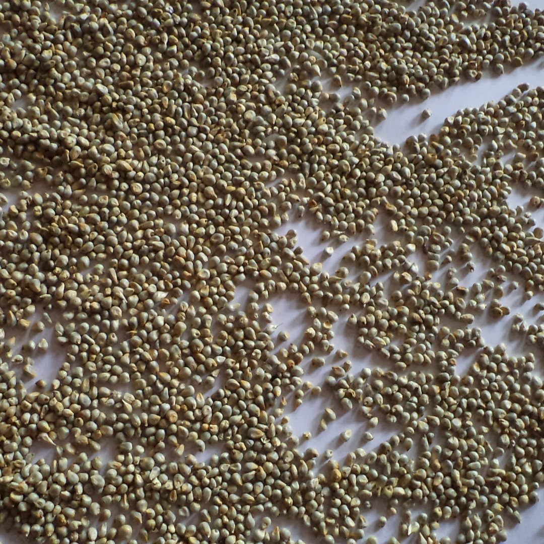 Полированная зернистая зеленая проса оптом