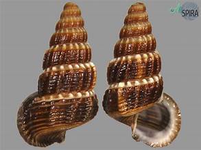 CLEAN LABEL PURE OCEAN SHELL CALCIUM MINERAL POUR LE BIEN-ÊTRE QUOTIDIEN ET UN SOUTIEN ÉQUILIBRÉ NATUREL - Product Image 2