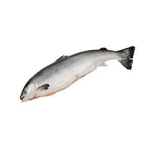 Se vende salmón atlántico redondo entero congelado de Bélgica - Product Image 5