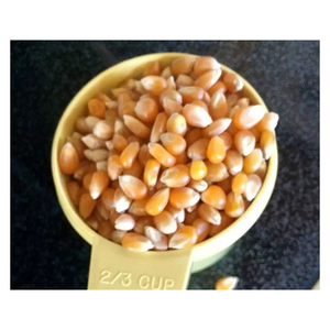 Hạt ngô vàng làm bỏng ngô, nếp khô, không biến đổi gen, xuất xứ Brazil, giàu protein, tốt cho sức khỏe, nguyên chất tự nhiên, ngô làm bỏng ngô ngon nhất, đang bán - Product Image 6