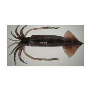 Calamar japonés de primera calidad preparado para compras al por mayor con entrega rápida - Product Image 2