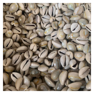 Seashell Cowry Coastal Craft, Unique Seashell Cowry Home Decor, hecho a mano para regalos ecológicos y estilo inspirado en el océano - Product Image 3