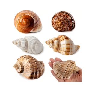 ARTÍCULO POPULAR: Artesanías de Conchas Marinas Pulidas para Eliminar el Desorden Visual en Mesas y como Base Versátil para Centros de Mesa - Product Image 4