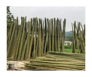 Wholesale <b>Bamboo</b> <b>Cane</b> Pole Eco-Friendly Natural <b>Bamboo</b> Material High Quality Product from Vietnam Factory Export - Product Image 4