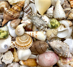 Vietnam 100% conchas marinas pulidas naturales bolsas surtidas vino de doble pared hecho a mano precio competitivo embalaje OEM para fiestas - Product Image 6