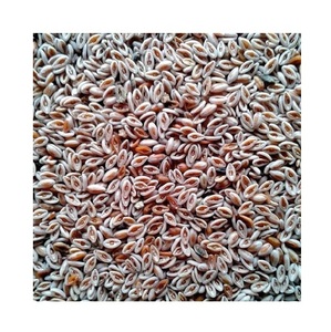 เมล็ดไซเลียมออร์แกนิก เมล็ดอิซาบกอลธรรมชาติ ผู้จัดจำหน่ายขายส่ง - Product Image 3