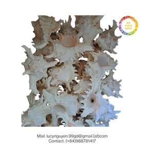 Concha de Caracol de alta calidad, concha marina con entrega rápida, suministro a granel, el mejor precio garantizado, altos estándares, proveedor confiable - Product Image 3