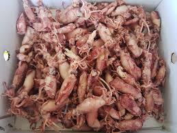 Top 2025 calmars crus de qualité supérieure non salés, naturellement séchés à l'air au Vietnam à un prix compétitif! - Product Image 4