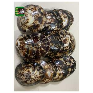 Conchas de Lapa natural de Vietnam para decoración del hogar Fabricación de joyas y exportación ecológica hecha a mano Mercado global - Product Image 3