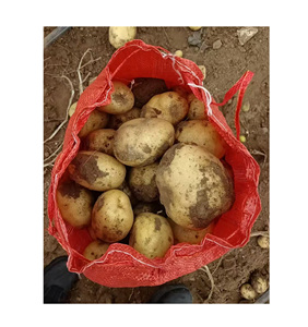 Pommes de terre fraîches 80g-150g, 150g-250g, 250g+ Emballage en sac en filet et en carton Exportation directe d'usine - Product Image 1