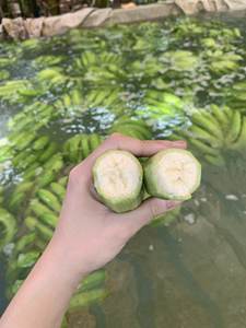 Vente de gros fournisseur de fruits tropicaux verts banane CAVENDISH prête à charger des aliments du Vietnam - Product Image 6