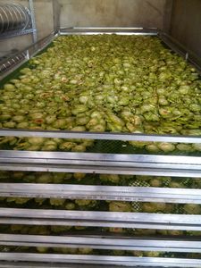 Tranches de melon amer séchées crues de haute qualité détox au thé sain et amincissant au Vietnam emballées dans un sac - Product Image 2