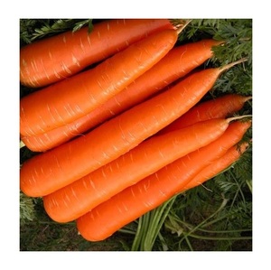 Fournisseur en gros de légumes frais, fournisseur de carottes fraîches, carottes au meilleur prix, nouvelle récolte de carottes rouges - Product Image 2
