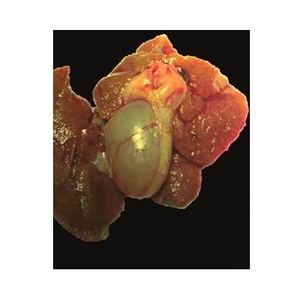 Vejiga Bovina Congelada - Proveedor Mayorista de Vejigas Bovinas al por Mayor - Product Image 2