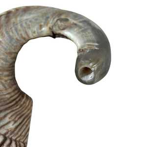 Shofar de cuerno natural para soplar y propósito religioso, shofar Kosher pulido, cuerno de oveja Ram - Product Image 2
