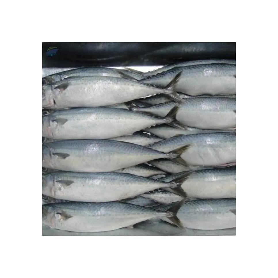 Ikan makarel frozen segar ikan Pasifik ikan tuna umpan, 300-500 W/R makarel Frozen dalam kotak 10kg