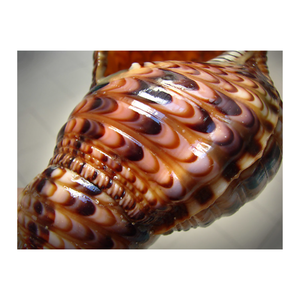 VENTE EN GROS TROMPETTE TRITON DE HAUTE QUALITÉ ET MEILLEURE VENDEUR BONNE AFFAIRE DES FOURNISSEURS DU VIETNAM PRÊTS À EXPORTER POUR LA VENTE - Product Image 4