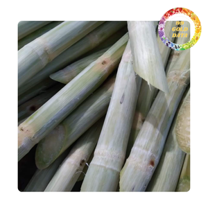Trozos y palos de caña de azúcar congelados de Vietnam | Listo para jugo | Suministro a granel - Product Image 2