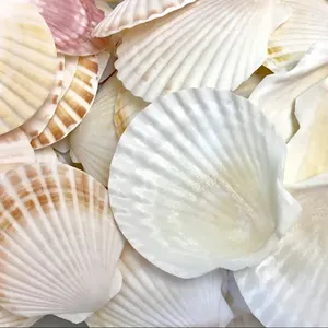 Tự nhiên Craft Seashell khô vỏ sò điệp ở mức giá thấp sò điệp vỏ siêu nóng bán với nhiều kích cỡ