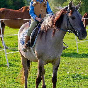 Leggings de Montar a Caballo para Mujer, Cálidos, Impermeables, Cortavientos, Pantalones Ecuestres de Invierno, Elásticos, de Compresión, de Spandex/Poliéster - Product Image 6