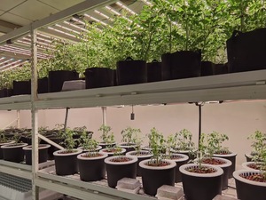 Système agricole vertical hydroponique et aéroponique ONE-one en acier galvanisé de haute qualité opération facile 2 couches pour la culture en intérieur - Product Image 4