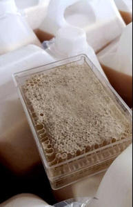 Miel de panal de Vietnam presentada en forma de panal completo con textura de cera limpia y apariencia atractiva para compradores internacionales - Product Image 6