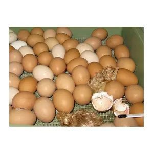 Best Broiler Hatching Eggs for Meat Production