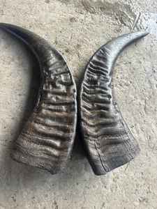 Cuerno blanco Assames - Product Image 3