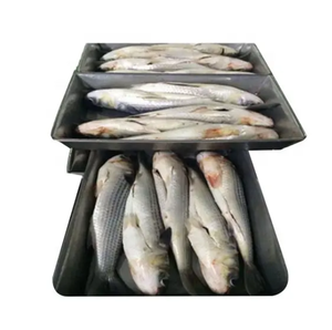 Pescado de salmonete gris congelado de alta calidad Venta caliente F102 eviscerado 500G + - Product Image 2
