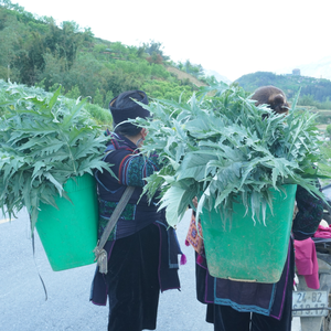 ถุงชาอาร์ติโช้คสมุนไพรธรรมชาติอาหารเสริมรสชาสนับสนุนสุขภาพตับ - Product Image 3