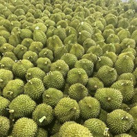 Vietnam Verse Durian Type Monthong Durian Ri6 Durian Premium Kwaliteit Beste Prijs 84931442377
