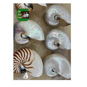 IMPRESIONANTE CHAMBERED SEASHELL DECORACIÓN AL POR MAYOR FIGURAS ARTESANALES NATURAL SHELL ARTESANAL CREACIÓN DE ARTE ÚNICO ACENTOS PARA EL HOGAR VIETNAM - Product Image 1