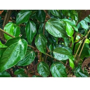 Aceite esencial de hoja de betel - Product Image 4