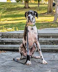 Handcrafted Modern Classic Luxury Leather Soft Reflective <b>Dog</b> <b>Leash</b> 3/4 Inch Wide Solid Brass Fittings Light Quick Release - Product Image 5