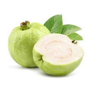 Polvo de Extracto de Guayaba Silvestre Premium de Grado Alimenticio para Procesamiento de Alimentos, Suministro a Granel desde Tailandia - Product Image 2