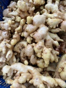 Proveedor de Vietnam, jengibre fresco, nueva cosecha 2024 con alta calidad y mejor precio para venta al por mayor - Product Image 4