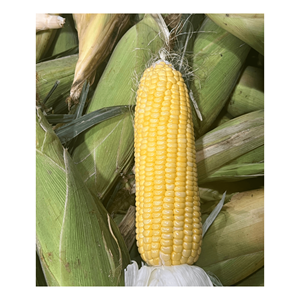 Embalaje de cubo a granel blanco amarillo maíz dulce Iqf congelado Grado Superior fábrica superventas fresco superventas - Product Image 2