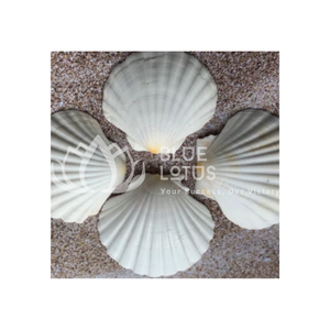 Artisanat de décoration très bien noté et plus Découvrez les coquilles Saint-Jacques parfaites pour l'artisanat Coquilles Saint-Jacques 2024 - Product Image 1