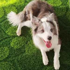 Césped artificial de la mejor calidad, césped verde, césped deportivo para aplicaciones residenciales y comerciales de paisaje a buen precio - Product Image 5