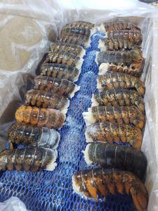 Langosta entera congelada a precio mayorista, compre hoy y disfrute de una entrega rápida para productos frescos - Product Image 3