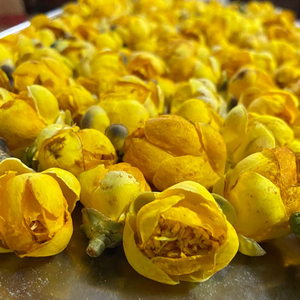 Té de Flores Naturales Puras, Flor de Camelia Dorada // Flor de Camelia Amarilla - Product Image 3