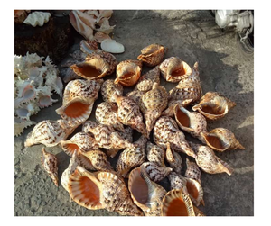 Proveedores de conchas de Tritón de Vietnam Ocean Big Triton Shell para manualidades, Trompeta de amonita pulida Seashell Bulk Clean Ready for Export - Product Image 3