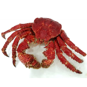 Vente en gros de viande de crabe nageur bleu congelée Processus de congélation IQF Toute la France Exportateur Fournisseur 25kg Emballage en vrac 2 ans de durée de conservation - Product Image 2