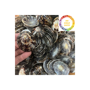 Conchas de Lapa de calidad de exportación de Vietnam para decoración costera de Arte de concha hecha a mano y accesorios de acuario - Product Image 3
