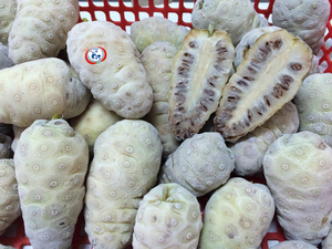 Fruits de Noni entiers surgelés IQF de qualité supérieure en vrac du Delta du Vietnam pour jus, boissons et transformation alimentaire - Product Image 4