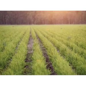 Aceite Esencial de Árbol de Té 100% Puro de Grado Terapéutico con Rosa Mosqueta para Hidratación Corporal, Suministro OEM Disponible - Product Image 4