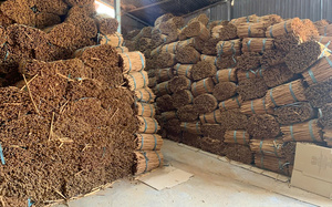 Canela Cassia Vietnamita Premium en Barra Larga, de 25cm a 45cm, Calidad de Exportación, Nueva Cosecha, Bien Seca - Product Image 4