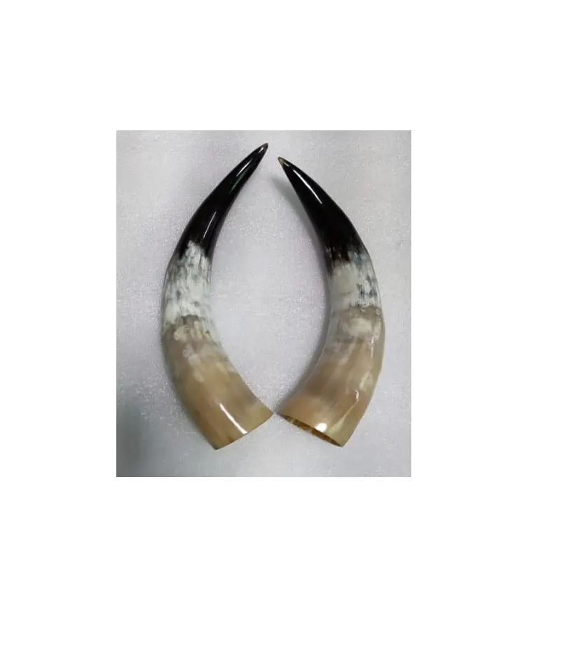 Buffalo pair horn customized size and cheap price decorate home and rooms wall mounted use buffalo pair horn