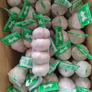 <span class=keywords><strong>Ajo</strong></span> Fresco Premium Blanco Puro 5.5cm Estándar de Exportación a Rusia - Product Image 5